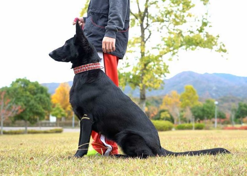 大切な家族のための、犬のしつけ教室